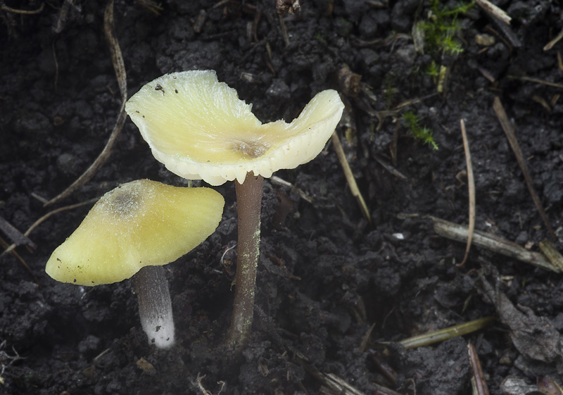 Entoloma pleopodium